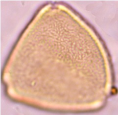 allophy edu acet 1